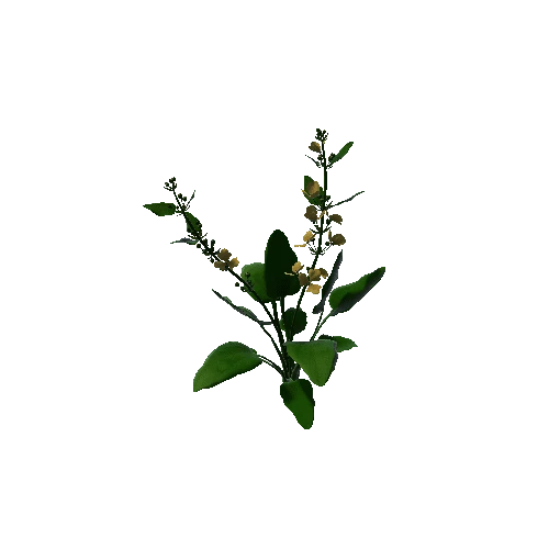 Flower Echinodorus Cordifolius2. 1